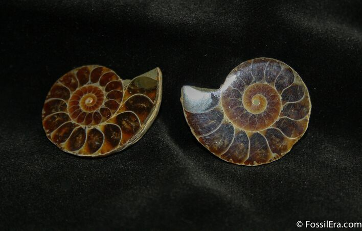 Small Desmoceras Ammonite Pair #1460